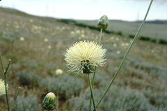 Rhaponticoides taliewii