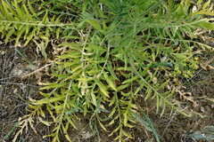 Rhaponticoides taliewii