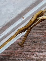 Diversibipalium multilineatum