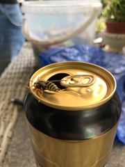 Dolichovespula media