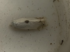 Pseudopostega quadristrigella