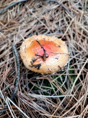 Amanita muscaria