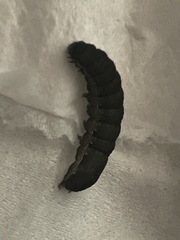 Lepidoptera
