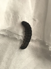 Lepidoptera