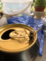 Dolichovespula media