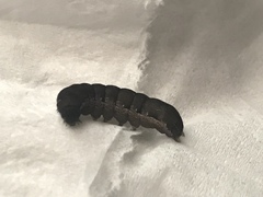 Lepidoptera