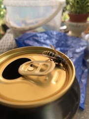 Dolichovespula media