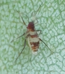Callipterinella tuberculata