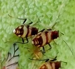 Callipterinella tuberculata