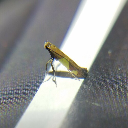 Maple Caloptilia Moth photo 3