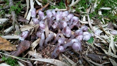 Monotropastrum humile