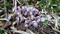 Monotropastrum humile