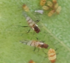 Callipterinella tuberculata