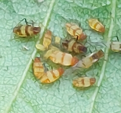 Callipterinella tuberculata