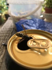 Dolichovespula media