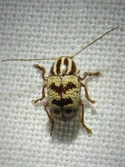 Cryptocephalus leucomelas