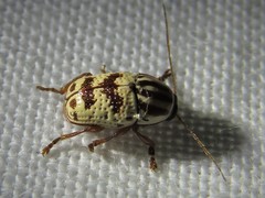 Cryptocephalus leucomelas