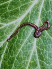 Diversibipalium multilineatum