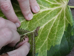 Diversibipalium multilineatum
