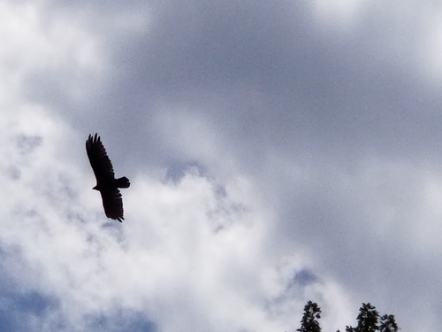 Turkey Vulture photographed in Michigan