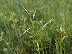Danthonia parryi