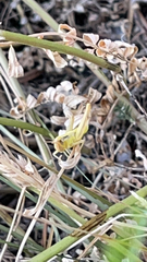 Pseudochorthippus parallelus