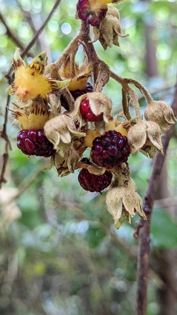 Rubus glomeratus (Rubus glomeratus)