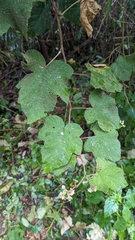 Rubus glomeratus
