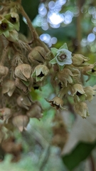 Rubus glomeratus