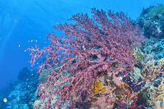 Siphonogorgia godeffroyi