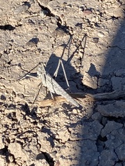 Capnobotes occidentalis