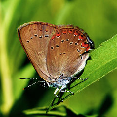 Satyrium titus
