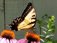 Papilio glaucus