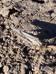 Capnobotes occidentalis