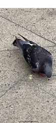 Columba livia domestica