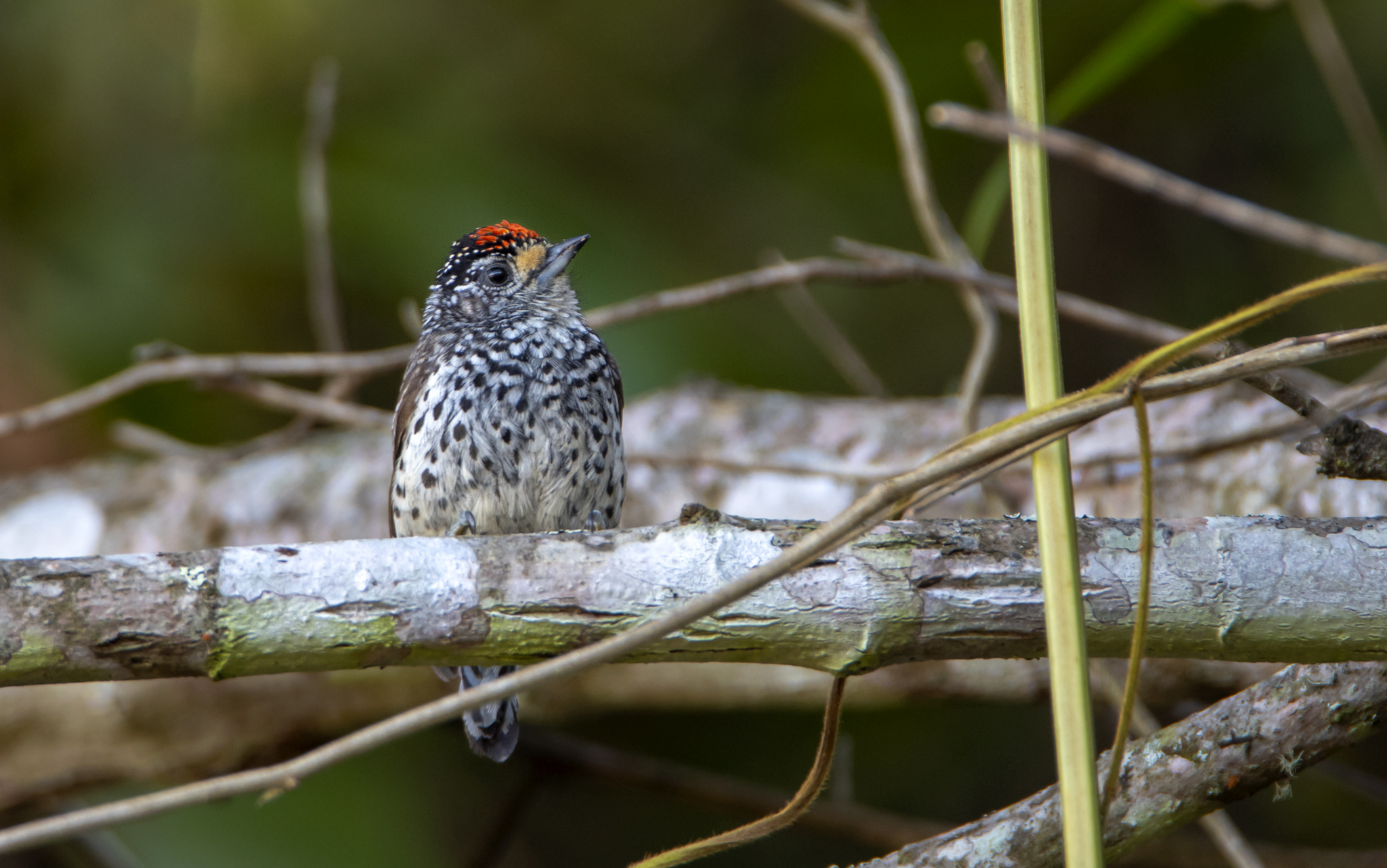 Ocellated Piculet (Picumnus dorbignyanus), photo 10