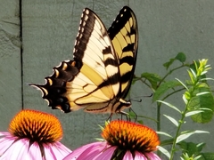 Papilio glaucus