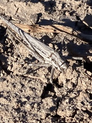 Capnobotes occidentalis