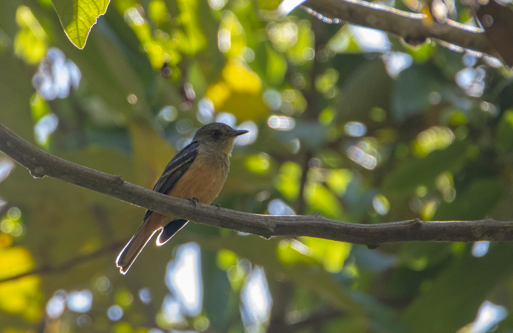 Rufous-tailed Tyrant (Knipolegus poecilurus), photo 3