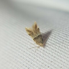 Theisoa constrictella