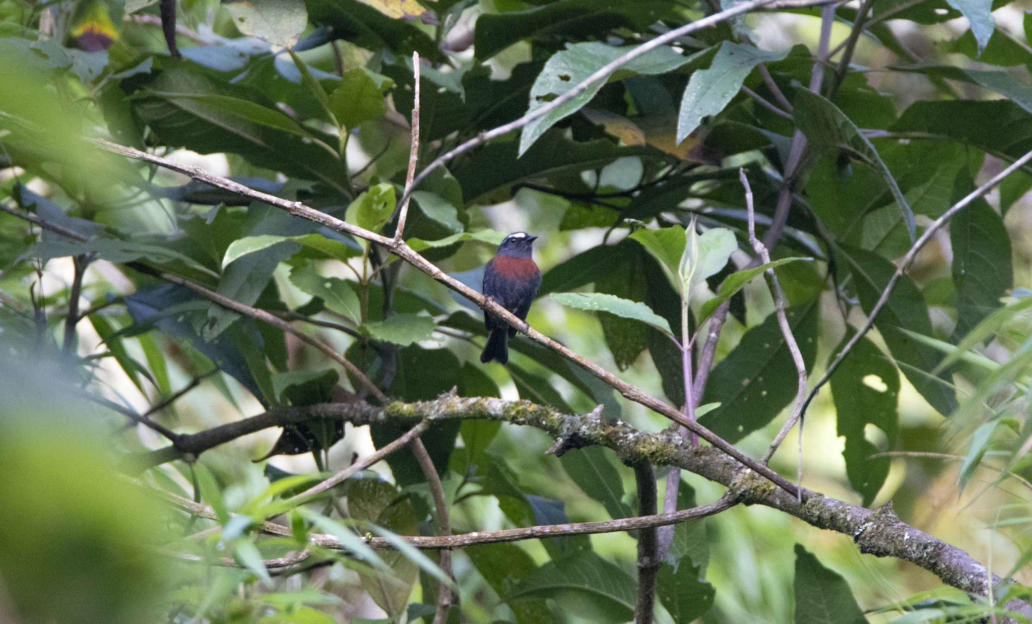 Maroon-belted Chat-Tyrant (Ochthoeca thoracica), photo 5