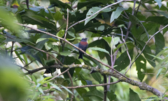 Ochthoeca thoracica