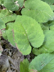 Scrobipalpula manierreorum