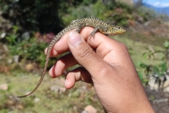 Stenocercus orientalis