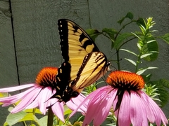 Papilio glaucus