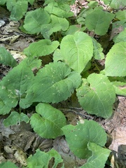 Scrobipalpula manierreorum