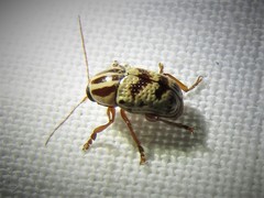 Cryptocephalus leucomelas