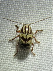 Cryptocephalus leucomelas