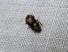 Helichus lithophilus