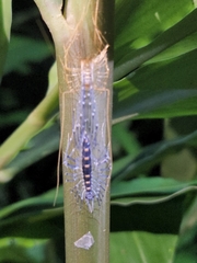 Thereuopoda clunifera